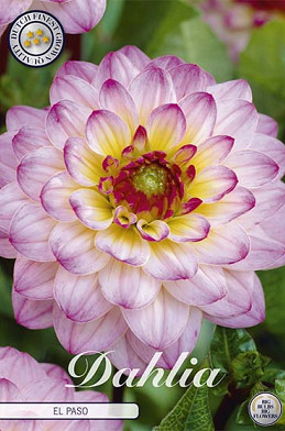 Dahlia Ball El Paso x 1 I .