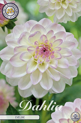 Dahlia Ball Eveline x 1 I .