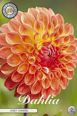 Dahlia Ball Jowey Chantal x1 I