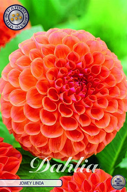 Dahlia Ball Jowey Linda x1 I .