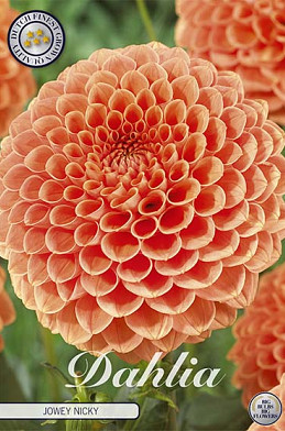 Dahlia Ball Jowey Nicky x1 I