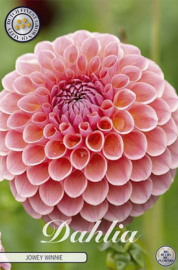 Dahlia Ball Jowey Winnie x1 I