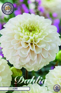 Dahlia Ball Kona x1 I .