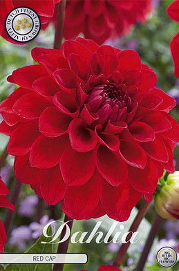 Dahlia Ball Red Cap x 1 I .