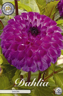 Dahlia Ball Sandra x 1 I .