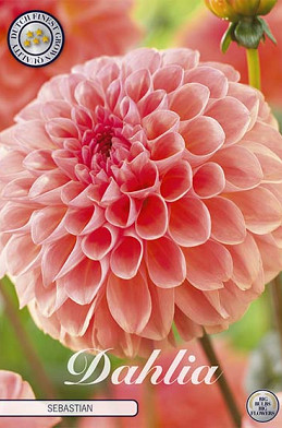 Dahlia Ball Sebastian x1 I