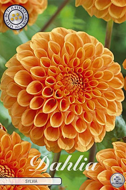 Dahlia Ball Silvia x 1 I .