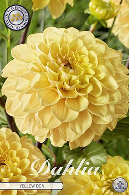 Dahlia Ball Yellow Don x1 I