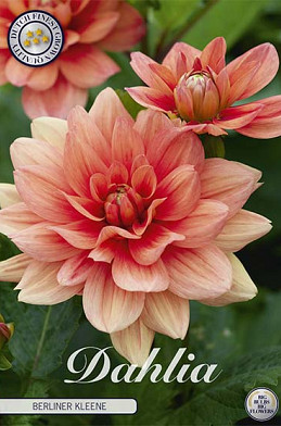 Dahlia Border Berliner Kleene x 1 I .