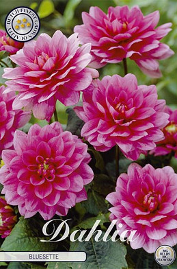 Dahlia Border Bluesette x 1 I .