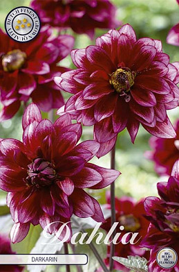 Dahlia Border Darkarin x 1 I .