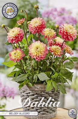 Dahlia Border Melody Allegro x1 I