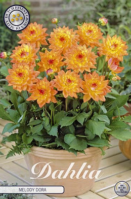 Dahlia Border Melody Dora x1 I