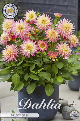 Dahlia Border Melody Gipsy x1 I