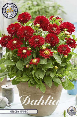 Dahlia Border Melody Mambo x1 I