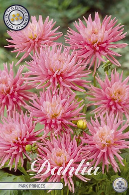 Dahlia Border Park Princes x 1 I .