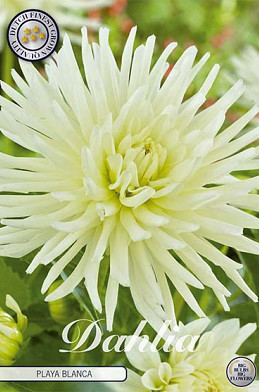 Dahlia Border Playa Blanca x 1 I .