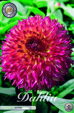 Dahlia Cactus Aiyana x1 I .