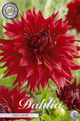 Dahlia Cactus Creve Coeur x 1 I .