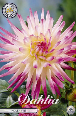 Dahlia Cactus Hayley Jane x 1 I .