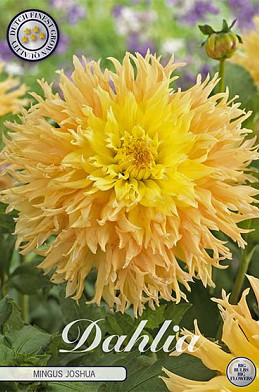 Dahlia Cactus Mingus Joshua x 1 I .