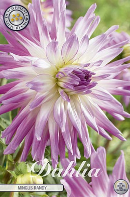 Dahlia Cactus Mingus Randy x 1 I .