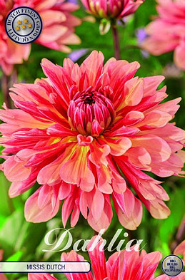 Dahlia Cactus Missis Dutch x1 I .