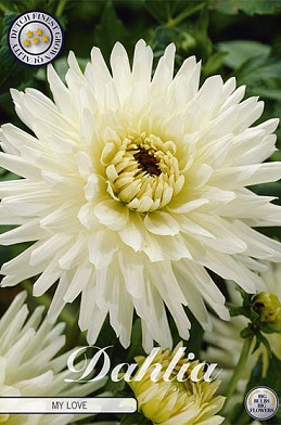 Dahlia Cactus My Love x 1 I .