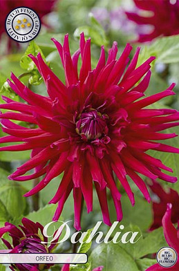 Dahlia Cactus Orfeo x 1 I .