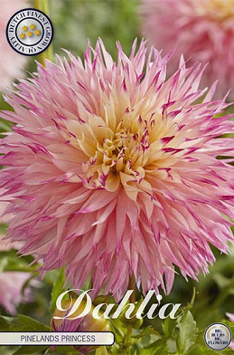 Dahlia Cactus Pinelands Princess x 1 I .