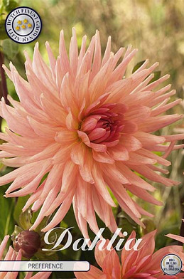 Dahlia Cactus Preference x 1 I .