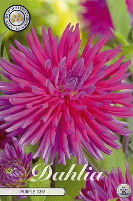 Dahlia Cactus Purple Gem x 1 I .