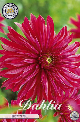 Dahlia Cactus Selina x 1 I .