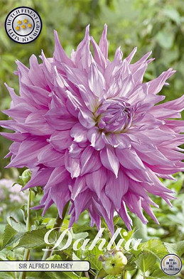 Dahlia Cactus Sir Alfreds Ramsey x 1 I .