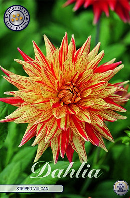 Dahlia Cactus Striped Vulcan x1 I .