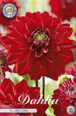 Dahlia Deco. All Directions x 1 I .