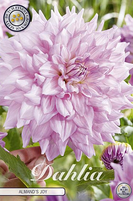 Dahlia Deco. Almand's Joy x1 I