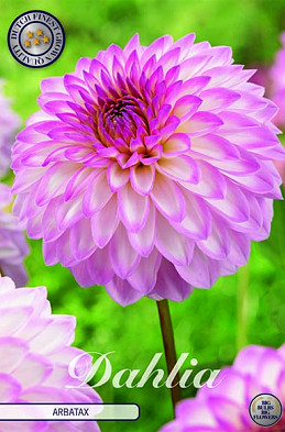 Dahlia Deco. Arbatax x1 I .