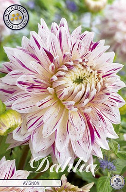 Dahlia Deco. Avignon x 1 I .