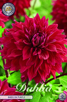 Dahlia Deco. Babylon Purple x1 I .