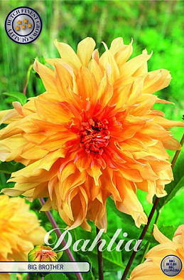 Dahlia Deco. Big Brother x1 I .