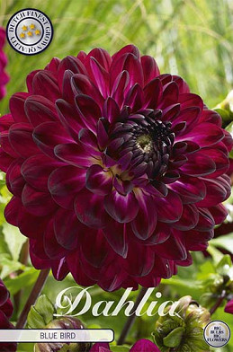 Dahlia Deco. Blue Bird x 1 I .