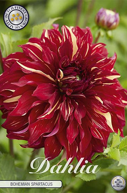 Dahlia Deco. Bohemian Spartacus x 1 I .