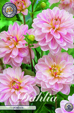 Dahlia Deco. Bonesta x1 I .