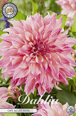 Dahlia Deco. Cafe au Lait Royal x 1 I .