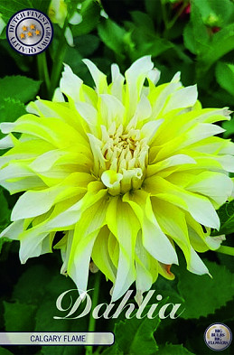 Dahlia Deco. Calgary Flame x1 I .