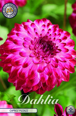 Dahlia Deco. Caproz Pizzazz x1 I .