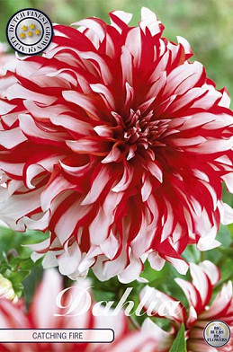 Dahlia Deco. Catching Fire x 1 I .