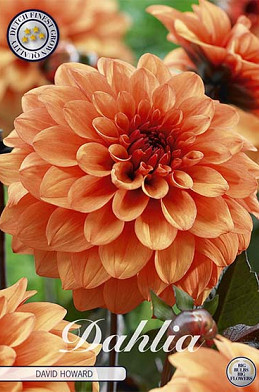 Dahlia Deco. David Howard x1 I