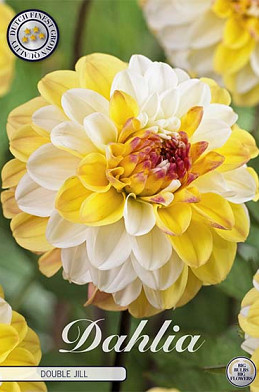 Dahlia Deco. Double Jill x 1 I .